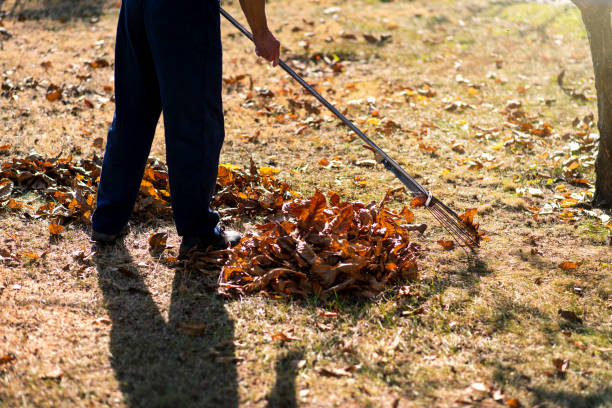 istock Man cleaning fallen leaves in the yard 1161193776