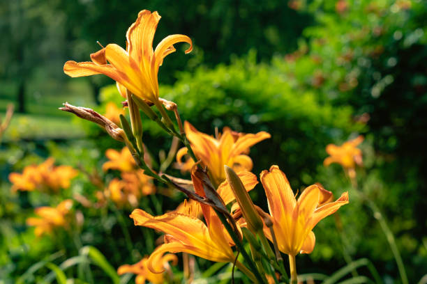 istock Garden Day Lily in Afternoon Light 1161193790