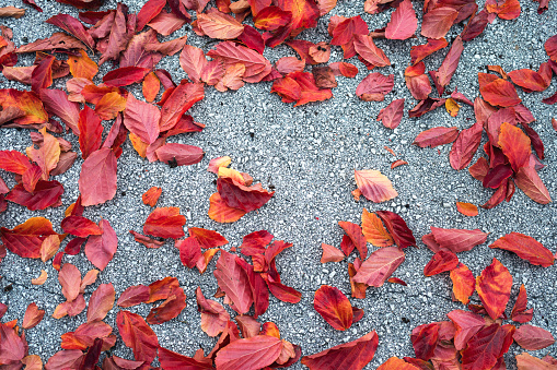 View from above on red autumn leaves lying on the ground.