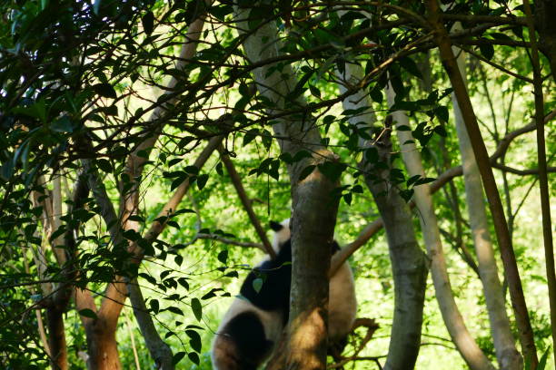 istock Two giant pandas playing in the trees 1161195692
