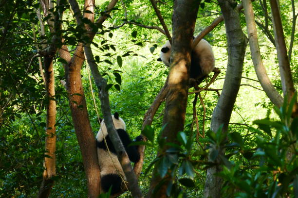 istock Two giant pandas playing in the trees 1161195705