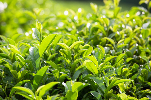 istock green tea field leaves 1161195736