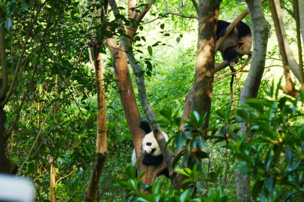 istock Two giant pandas playing in the trees 1161195757