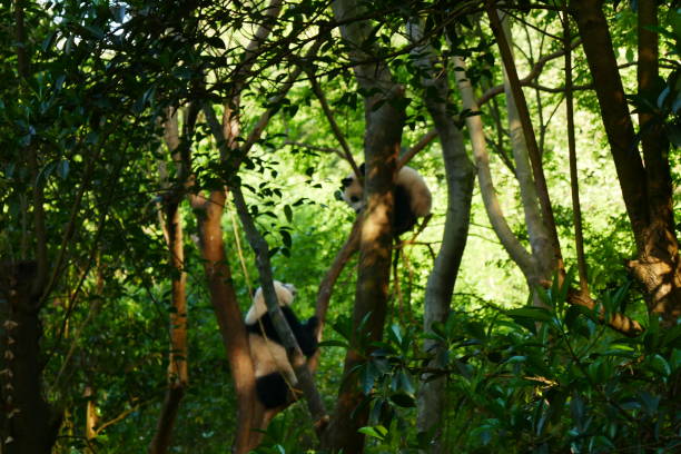 istock Two giant pandas playing in the trees 1161195758