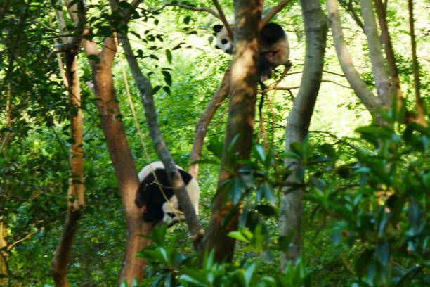 istock Two giant pandas playing in the trees 1161195759