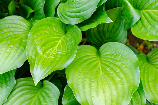Beautiful Hosta Plant High angle view of beautiful hosts plant in a garden. hosta photos stock pictures, royalty-free photos & images