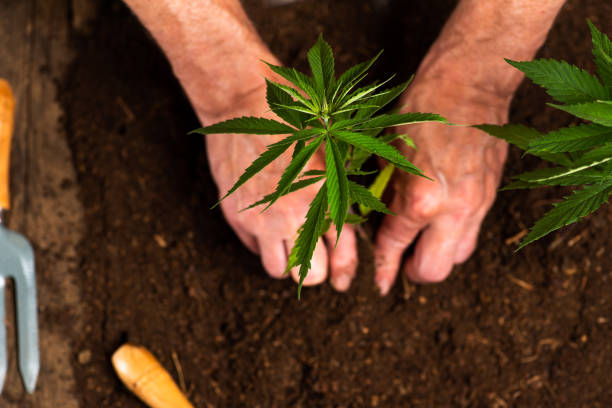 土壌に工業用大麻を植える人 - shovel trowel dirt plant ストックフォトと画像