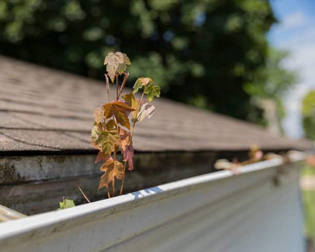 istock house gutter clogged with tree leaves, sticks, and debris. Tree sapling growing in the mold and mildew covered gutter 1161196998