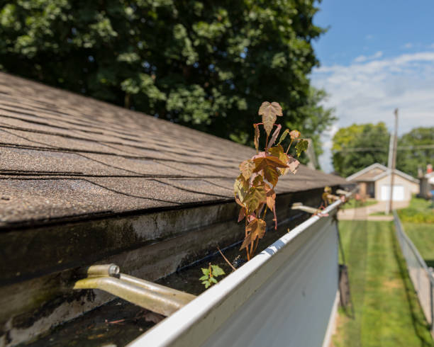 istock house gutter clogged with tree leaves, sticks, and debris. Tree sapling growing in the mold and mildew covered gutter 1161197007