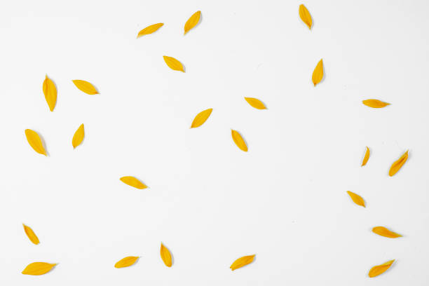 istock Flowers composition. Pattern made of yellow flower represented on white background. Summer and autumn concept. Flat lay, top view, copy space 1161197289
