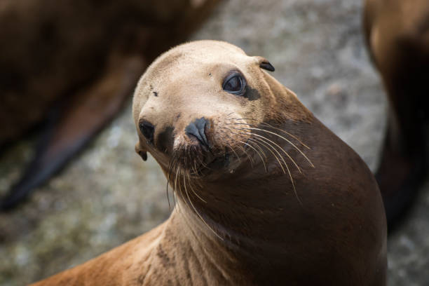 istock Sea Lion Close Up Face with Big Brown Eyes 1161197577