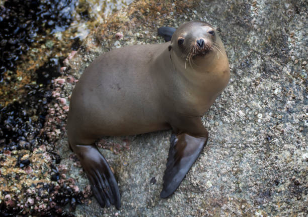 istock Young Sea Lion Looks at Camera from Rock 1161197791