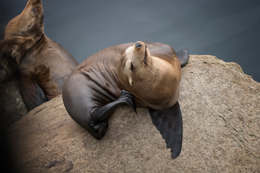 Sea lion scratches behind ear while sitting on a rock close up.