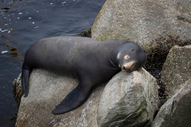 Black Sea Lion Sleeping Sprawled on Rock with Ocean in Background