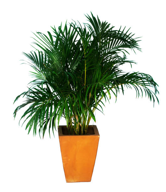 istock Palm trees in terracotta pots isolated 1161199040