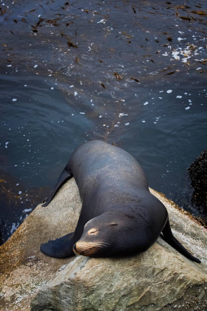 istock Black Male Sea Lion Resting on Rock with Kelp Beyond 1161199377