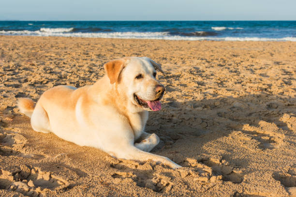 istock Labrador dog lying down at the beach. 1161199505