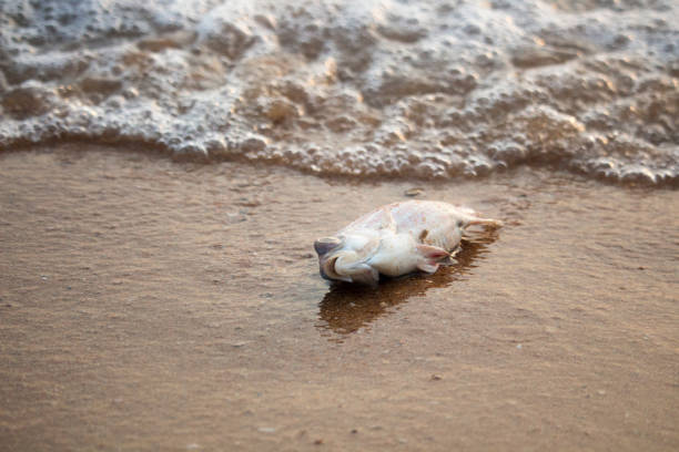 istock Fish carcasses at Pattaya Beach,Thailand 1161199640