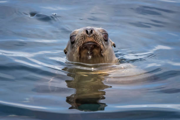 istock Sea Lion Head Pops Up from Ocean Surface in Close Up Face First 1161199874