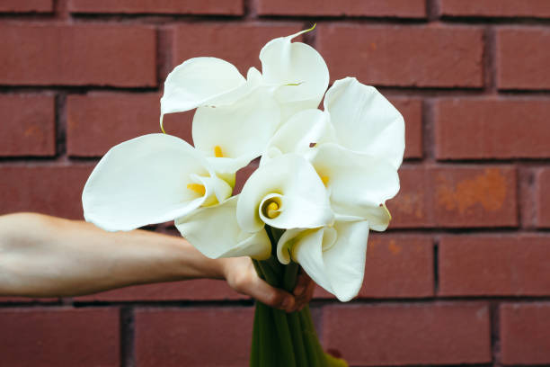 istock male hand with Calla lilies flowers 1161200991