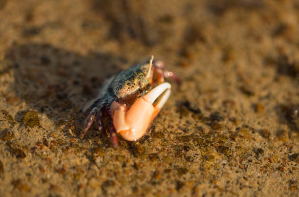 istock little crab closeup in sea water 1161201065