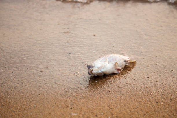 The dried flounder is lying in the sand on the Baltic Sea coast, nature background