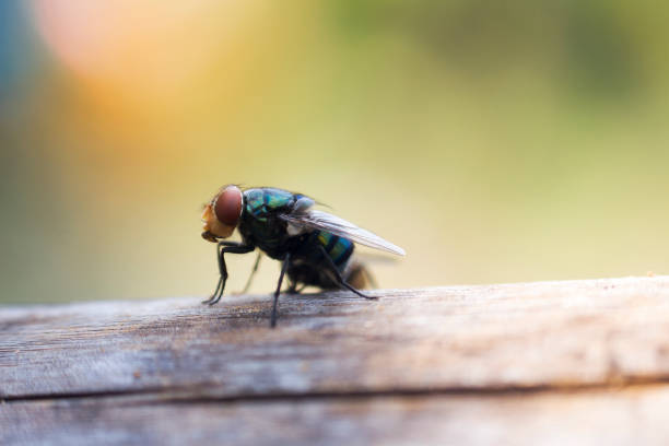 istock House flies in various natural gestures 1161201177