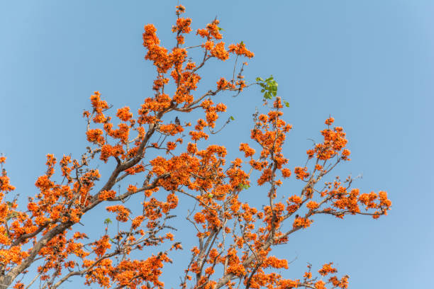 230+ Palash Flower Of Southeast Asia Stock Photos, Pictures & Royalty