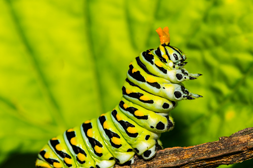 A close up of an Eastern Black Swallowtail Caterpillar