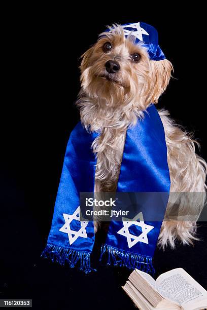 Yorkie Con Yarmulke - Fotografie stock e altre immagini di Hanukkah - Hanukkah, Animale da compagnia, Cane