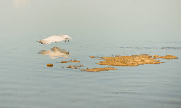 wild bird flying low above sea