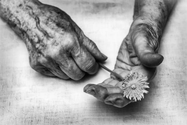 Old woman hands holding fresh dandelion flower