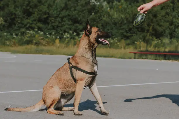 Police dog training, Belgian Malinois
