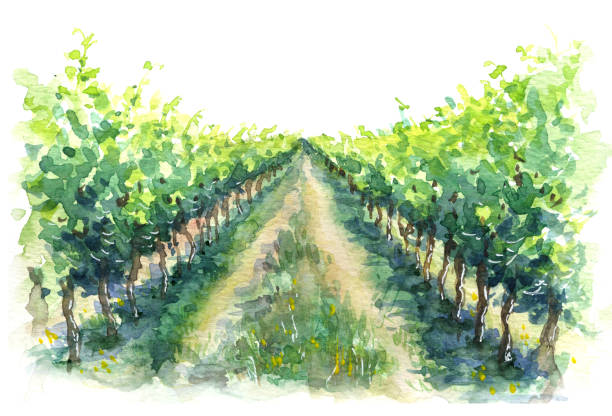 포도원의 시골 장면 조각 - grape vineyard vine winery stock illustrations