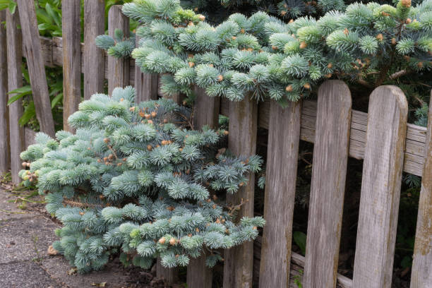 istock Picea pungens Glauca Prostrata, spreading or creeping dwarf Colorado spruce growing through a wooden fence in an urban garden 1161208443