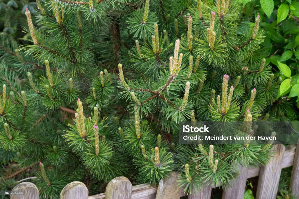 Pinus mugo mughus, dwarf mountain pine during springtime with developing female cones and young shoots Dwarf mountain pine (Pinus mugo mughus) with fresh shoots in an urban garden. Mugo Pine Stock Photo