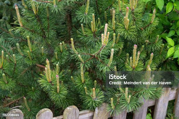 Pinus Mugo Mughus Dwarf Mountain Pine During Springtime With Developing Female Cones And Young Shoots Stock Photo - Download Image Now