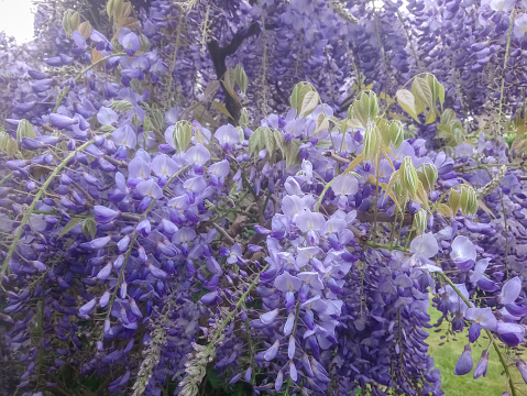 Wisteria sinensis: a beautiful violet climbing plant in a garden in spring, Netherlands, Europe
