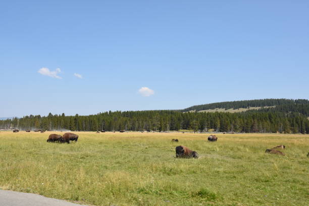 istock asphalt road in Yellowstone National Park 1161209871