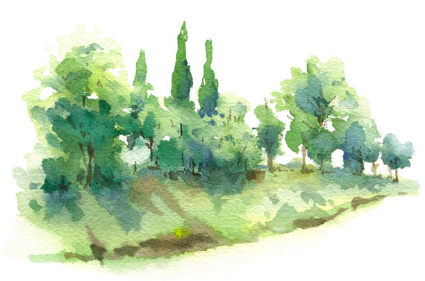 ilustrações de stock, clip art, desenhos animados e ícones de nature scene with cypress trees and bushes - val tuscany cypress tree italy