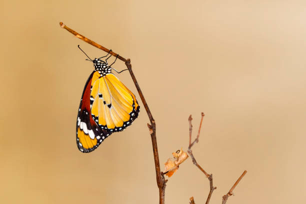 istock Closeup   beautiful butterfly sitting on flower. 1161211088