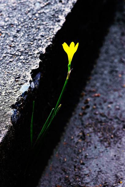 istock Yellow wallflower on concrete walkway. 1161211408