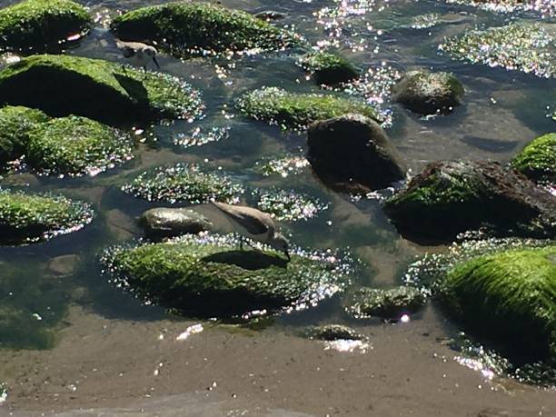 istock Shimmering light on green rocks and tide pools 1161211623