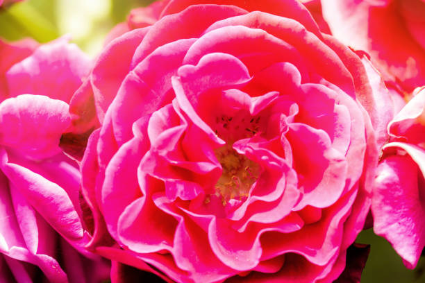 rose of the garden in bloom