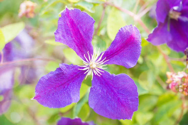 beautiful clematis under the sun's rays