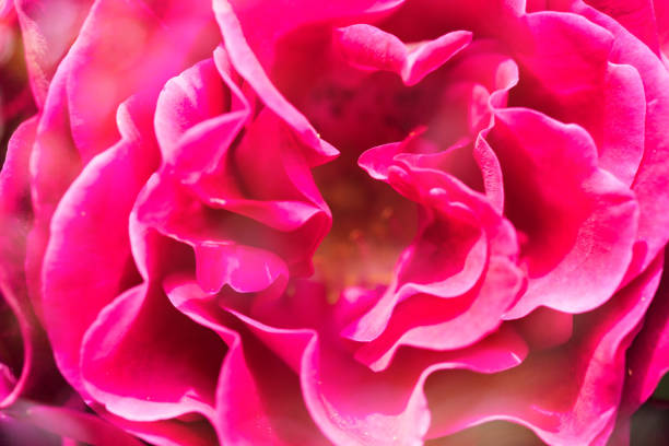 istock pretty rose in bloom in close up 1161213014