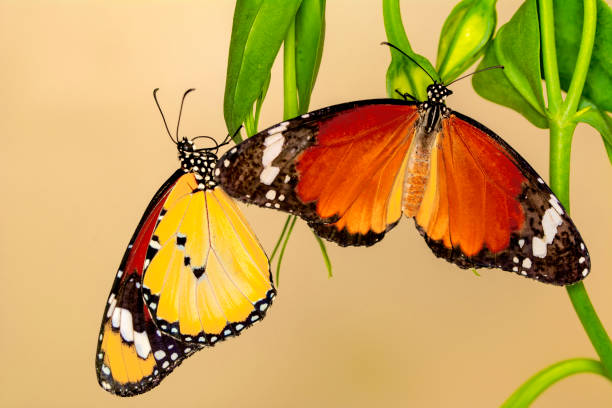 istock Closeup   beautiful butterflies sitting on flower. 1161213642