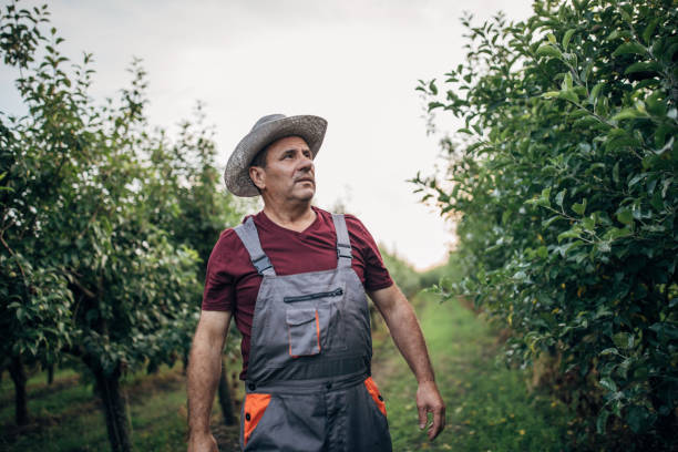 istock Farmer with hat standing in orchard 1161213850