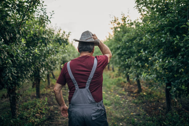 istock Farmer with hat standing in apple orchard 1161213917