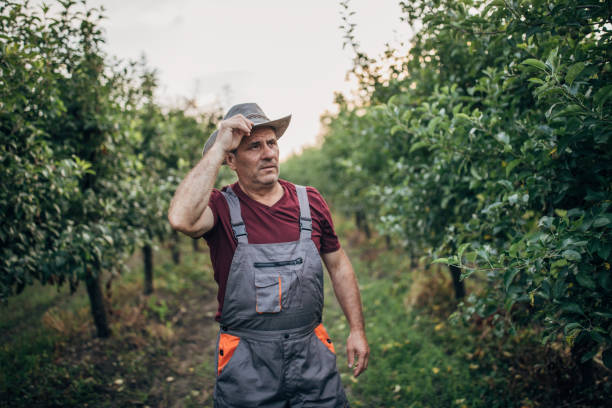 istock Senior farmer in orchard portrait 1161214021